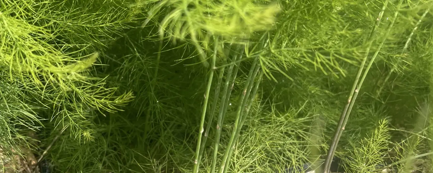Fijn aspergeloof van een jonge plant, bovenop een tuinbed met mulch