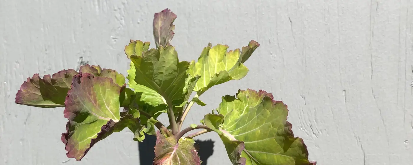 Jonge eeuwige kool met groene bladeren met paarsrode randen op een kort stammetje