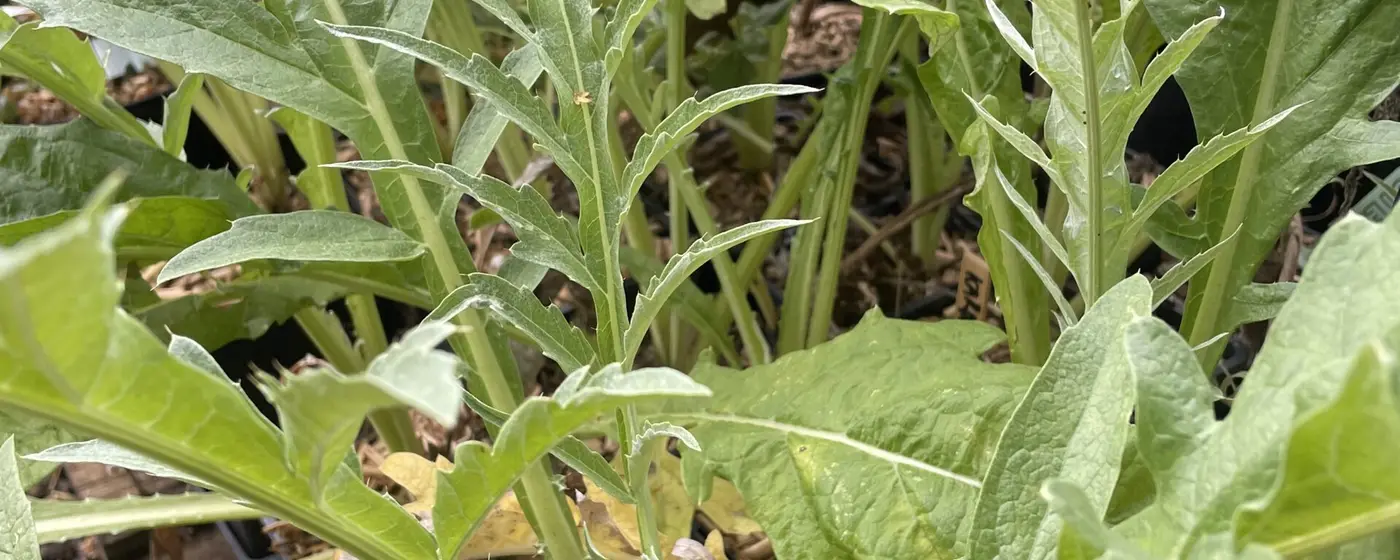Kardoenplanten met diep ingesneden, zilvergroene bladeren in potten